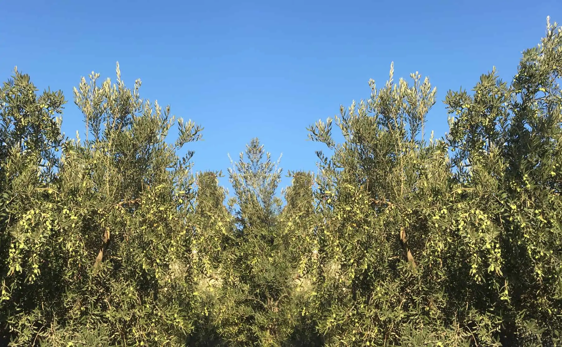 arbres oliviers sur ciel bleu